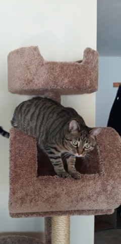 cat on tower