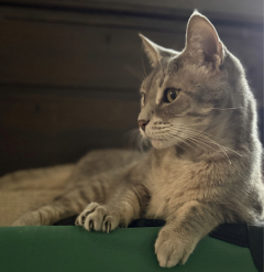 grey tabby cat