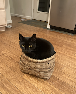 Gordon sitting in a basket that's just a little too small for him