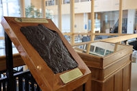 Image of a fossil mounted in a display case.