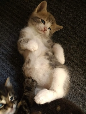 George as a kitten. So cute