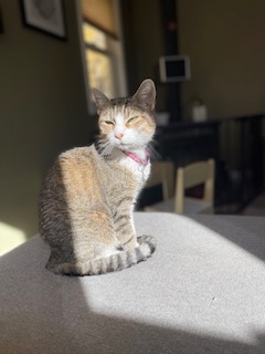 Cat sitting in sun