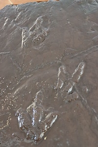 Image of dinosaur footprint imprints in sandstone.