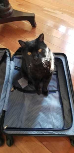 Sable sitting in a suitcase