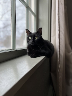 Cleo next to the window