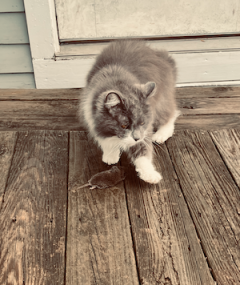 Grace caught a mouse