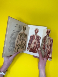 pop up of the human body