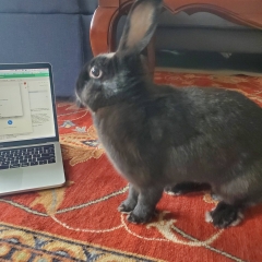 Photograph of Demelza, a rabbit, and a laptop