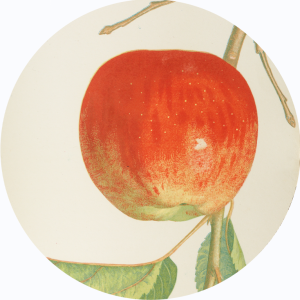 Hovey's chromolithographic print of an apple