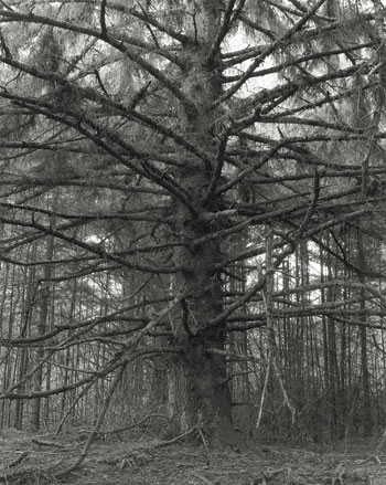 adams_sitka_spruce_llc.jpg