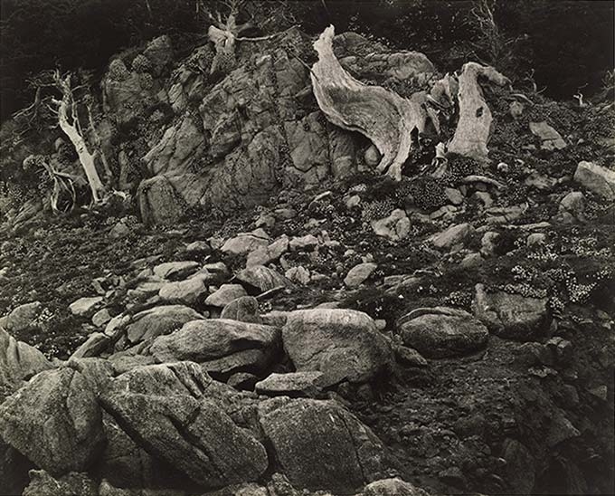 edward_weston_north_shore_point_lobos_web.jpg