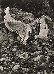 edward_weston_point_lobos_thumb.jpg