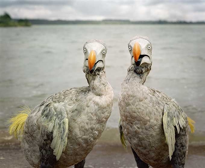 harry_kallio_dodos.jpg Mare Longue Reservoir 1, Mauritius