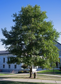 a medium sized oak tree stands next to a basalt marker