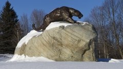 a large bronze panther crouches atop an enormous boulder in the bright morning sun with snow on the ground and a blue sky behind leafless trees