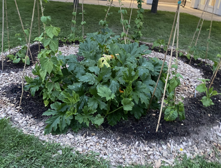 A lush image of squash and beans growing together in the Heritage Garden