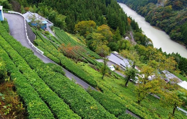 Green tea plantation - Tenryumura 