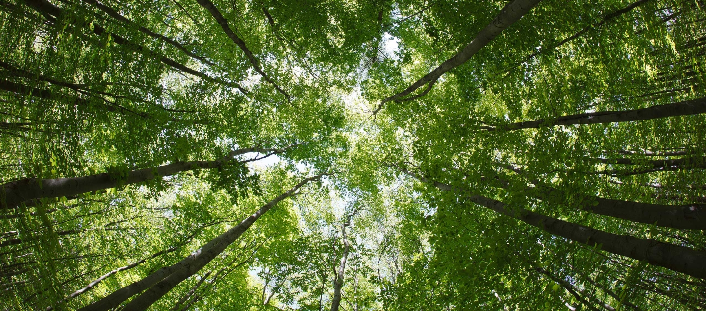 Photo of a canopy of trees, taken from below