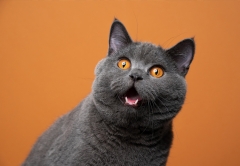 Photo of a grey cat on an orange background