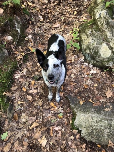 A black and white dog looks up at the camera from a leave-strewn trail