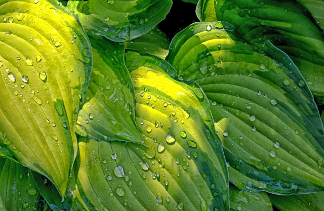 bright green hosta leaves with droplets of water