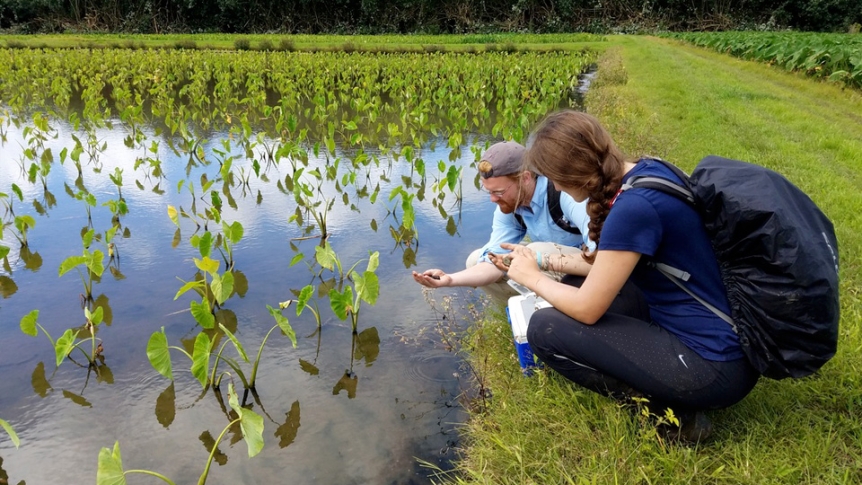 A student intern works in the field taking samples from a pond.