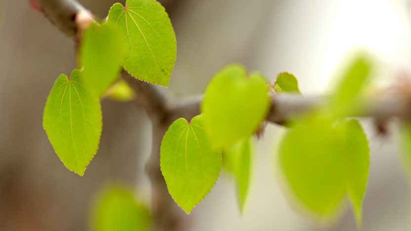 A close-up of new leaves on a tree.