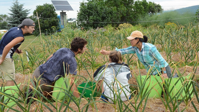 Students working together in the organic garden on campus.