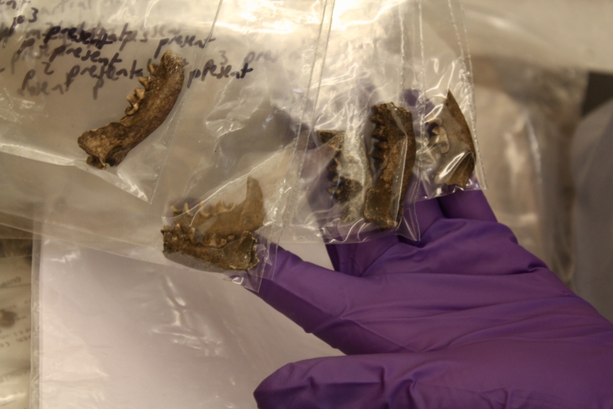 A purple gloved hand shows off four sea mink mandibles in clear plastic bags.