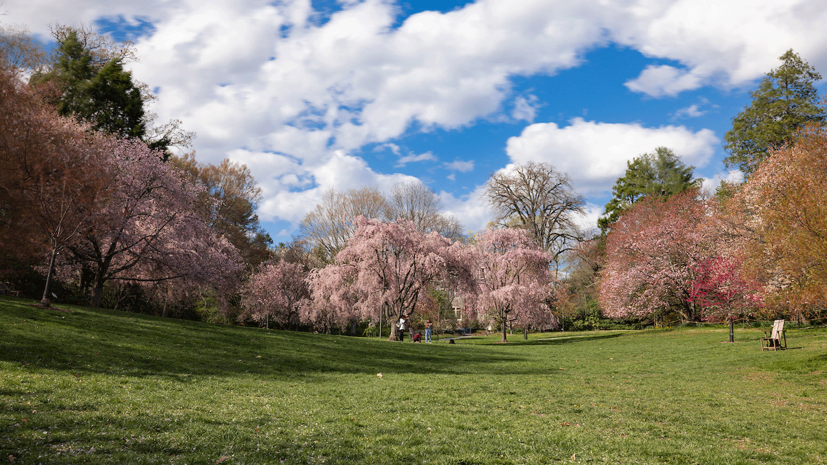 Swarthmore campus trees