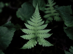 Image of a fern frond