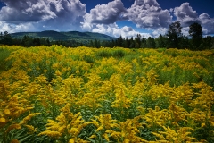 Golden rod field at Bread Loaf