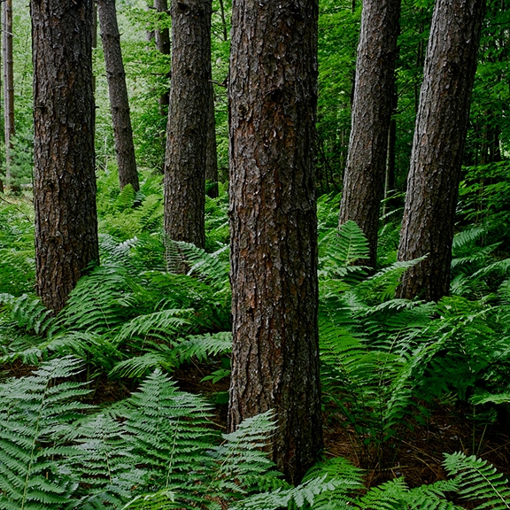 Image of Bread Loaf forest and ferns