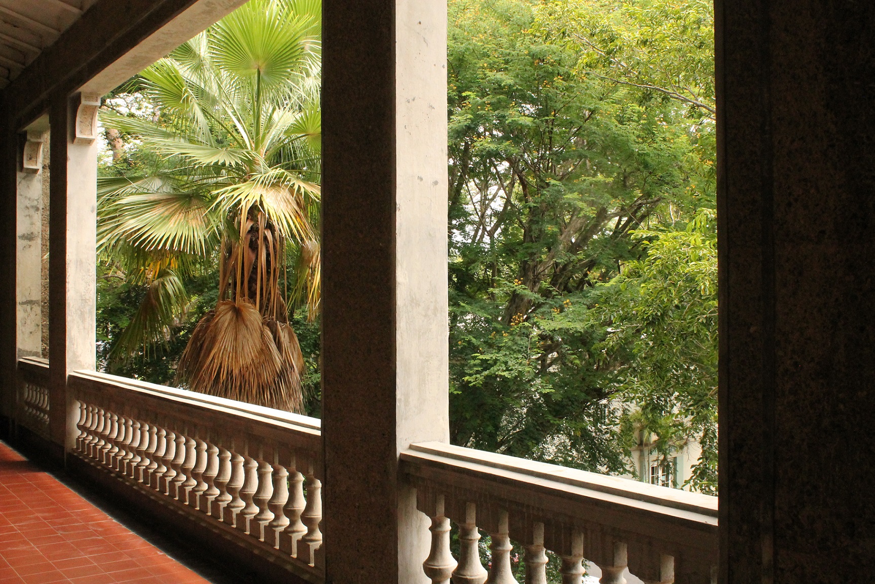 View of palm trees from a balcony