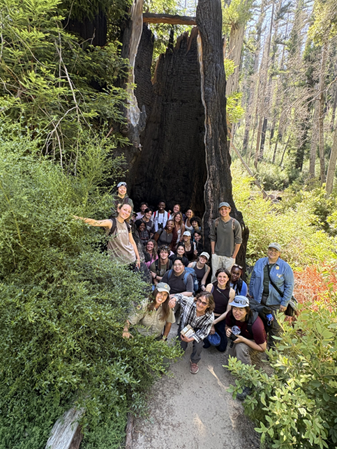 Students standing around a giant tree trunk