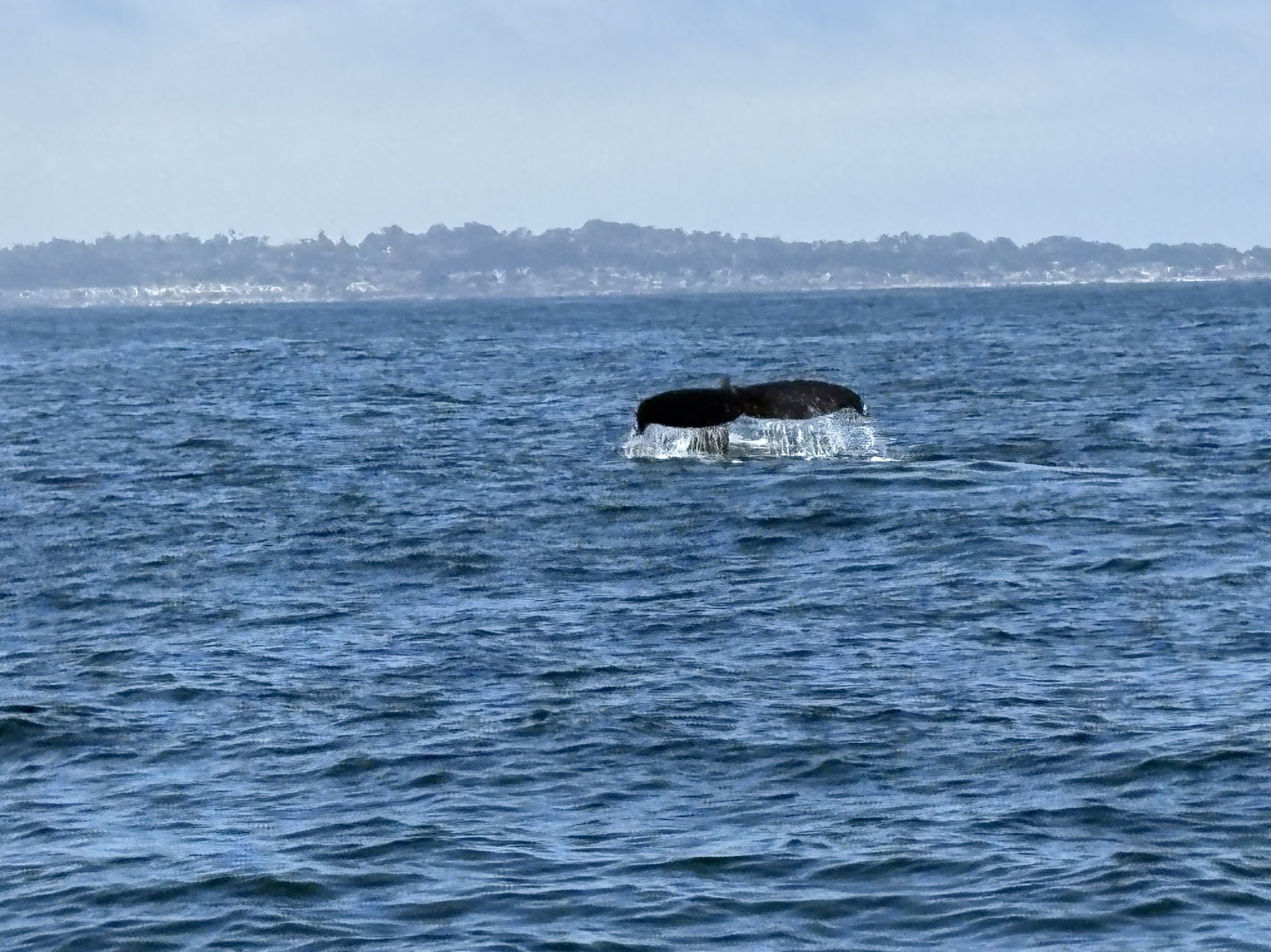 A whale tale coming out of the ocean
