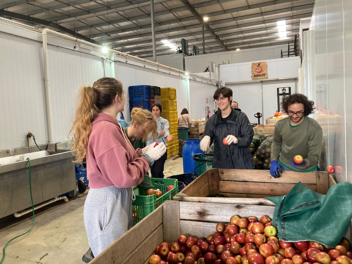Students handling apples in a facility