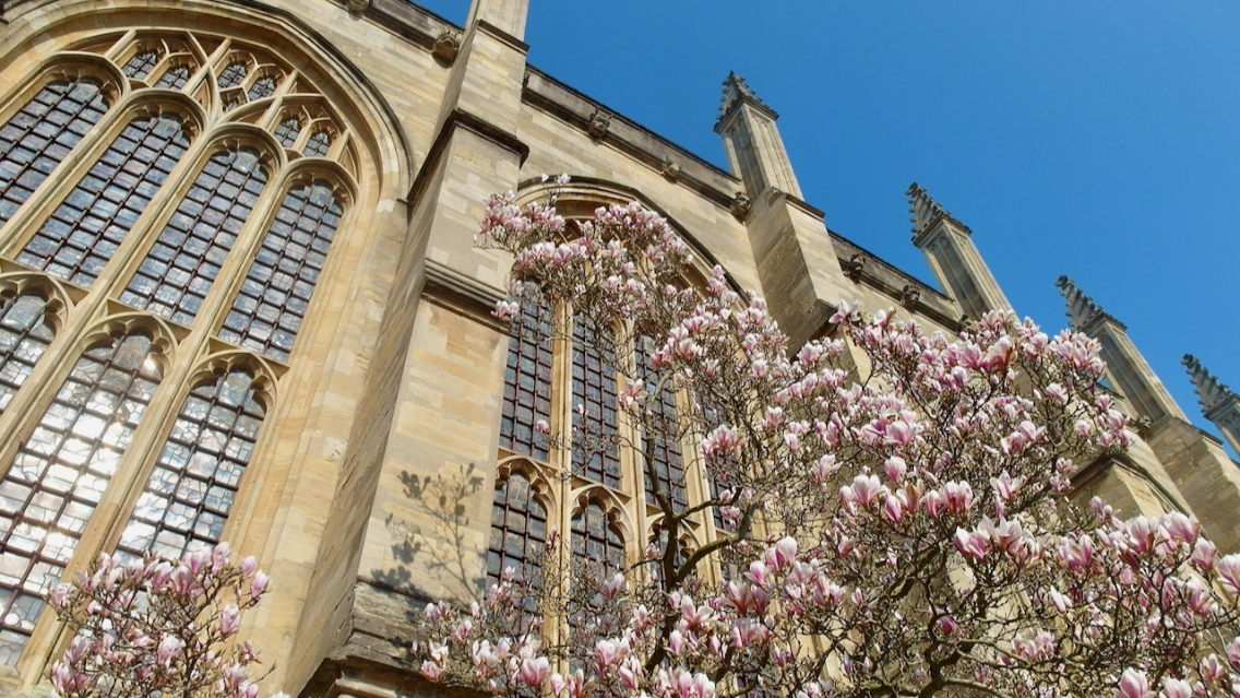 A blooming magnolia tree is seen in front of an Oxford college against a blue sky.