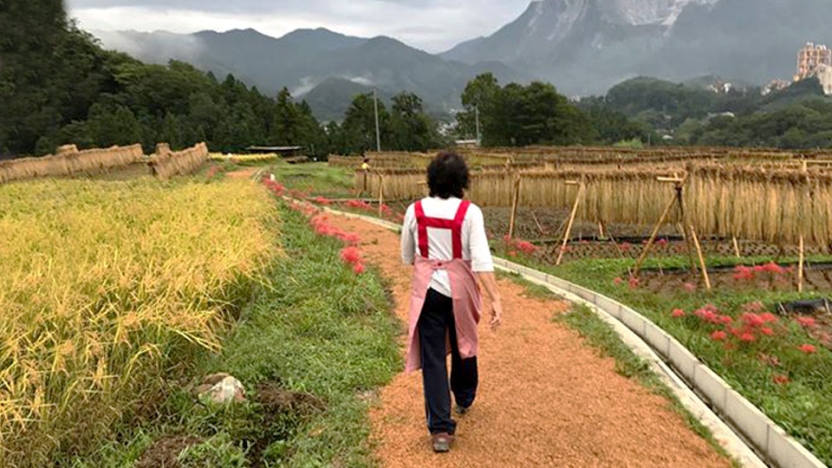 Student walking along on path between fields