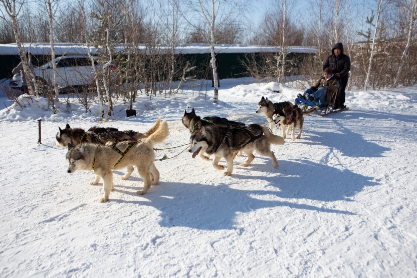 A student in a sled being pulled by dogs