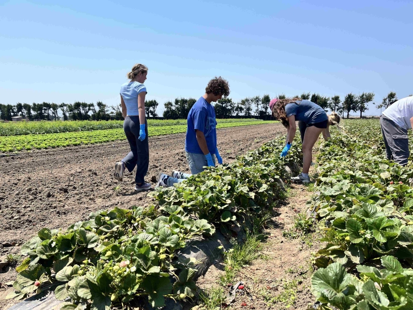 Students in a strawberry patch
