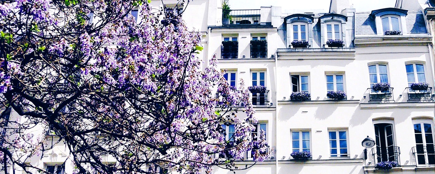 Purple flowering tree in front of white building