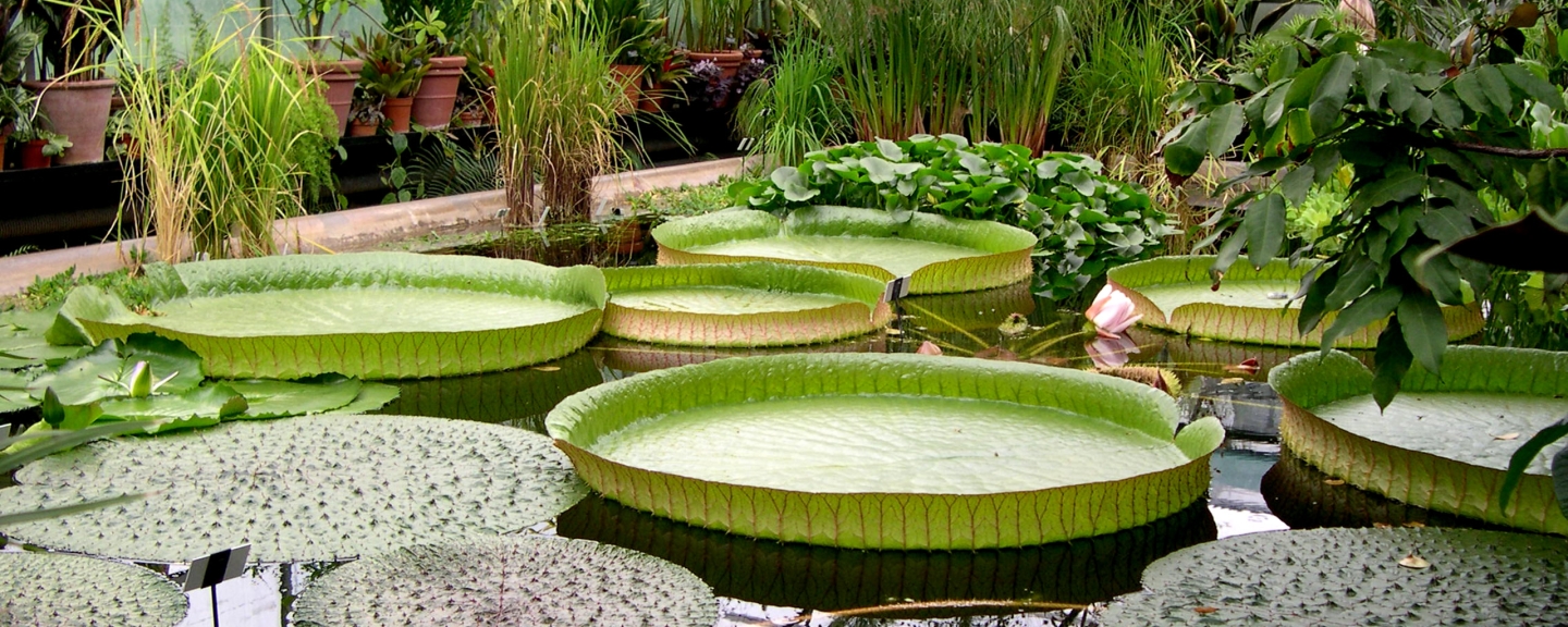 A pond in a bontanical garden with large lily pads floating on the surface.