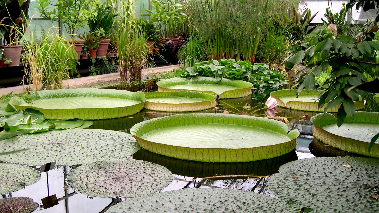 Lillypads in a pond in Oxford England