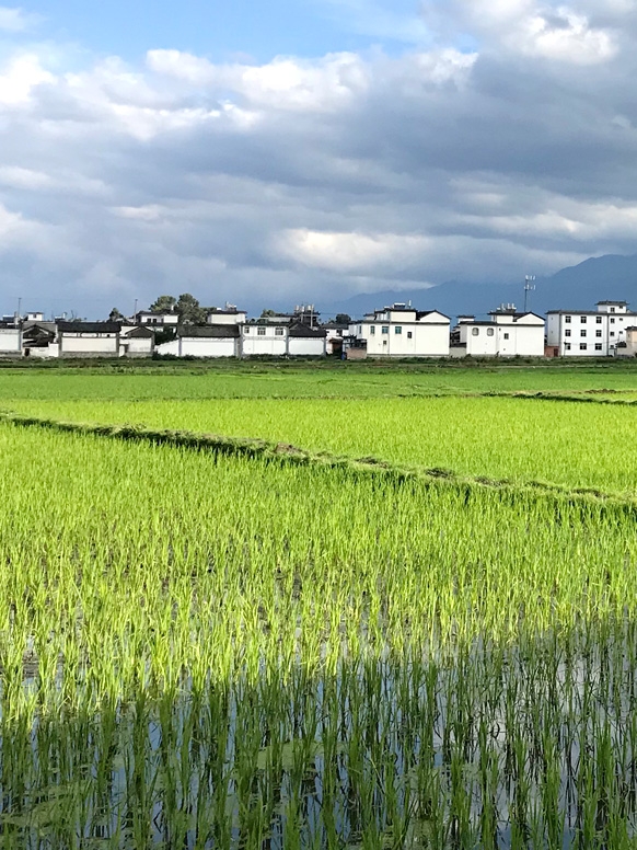 Field in China