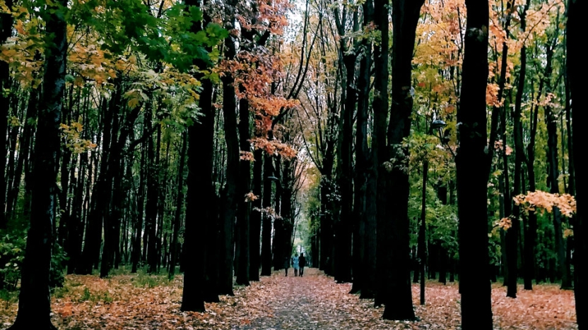 Two people walking through forest on path between rows of trees
