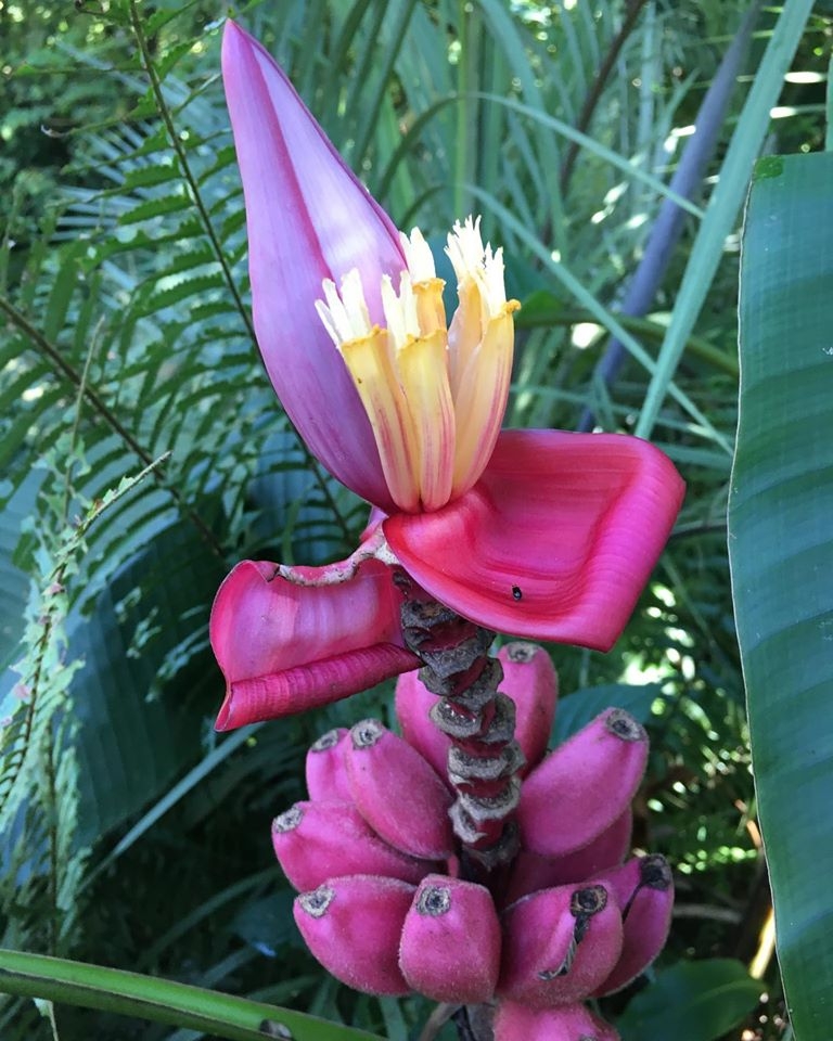 A tropical flower in a botanical garden