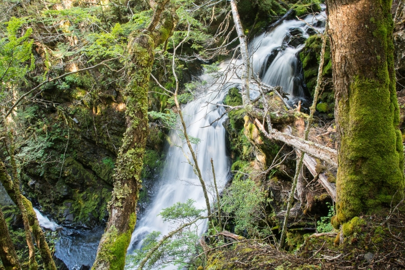 a waterfall in a forested area