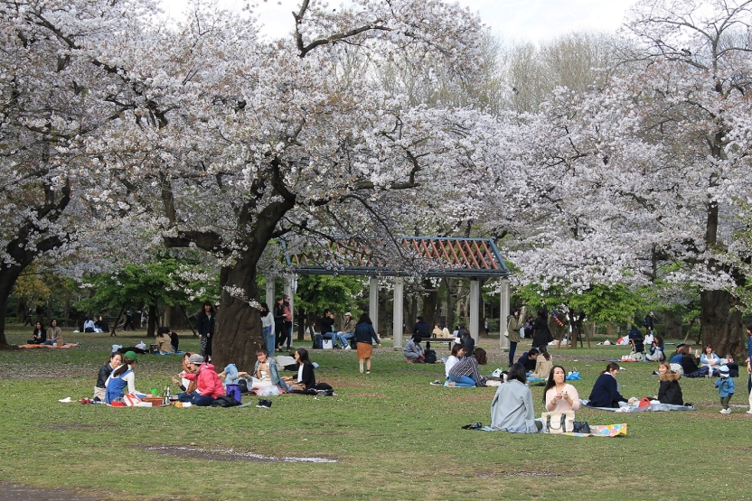 People sit on the grass in a park, with cherry trees blossoming