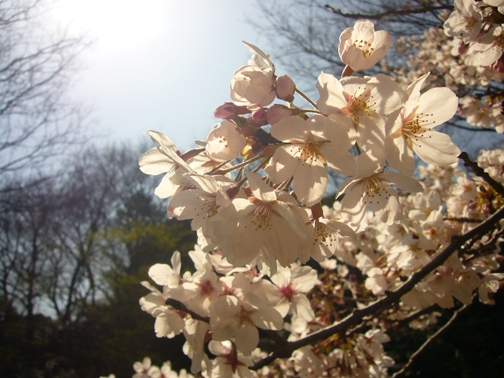 A closeup of cherry tree blossoms